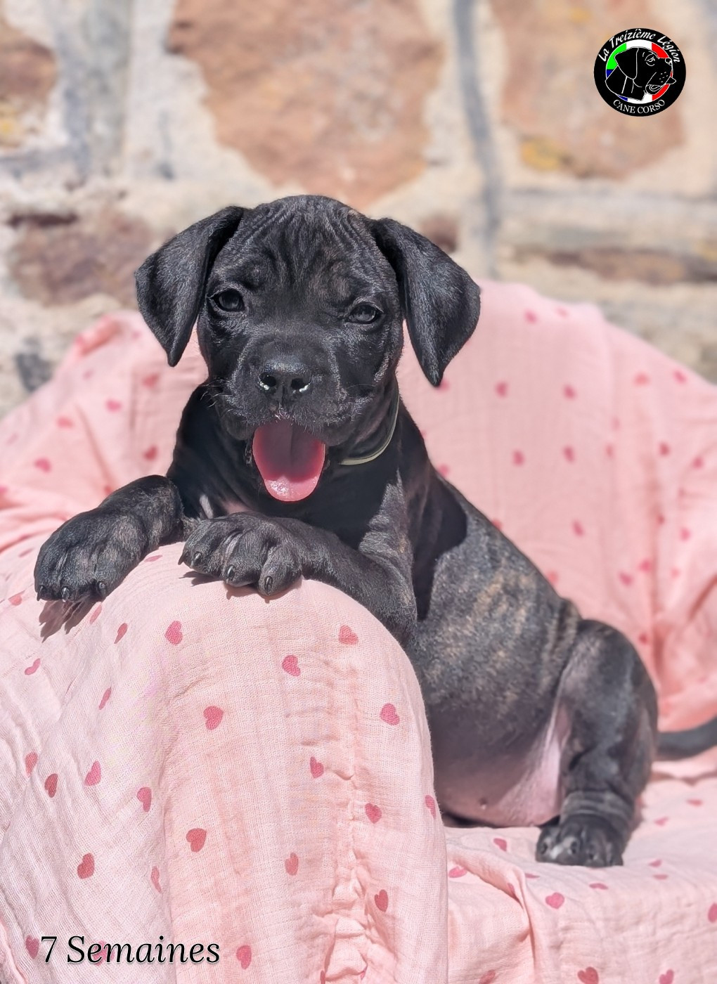 De la Treizieme Legion - Chiots disponibles - Cane Corso