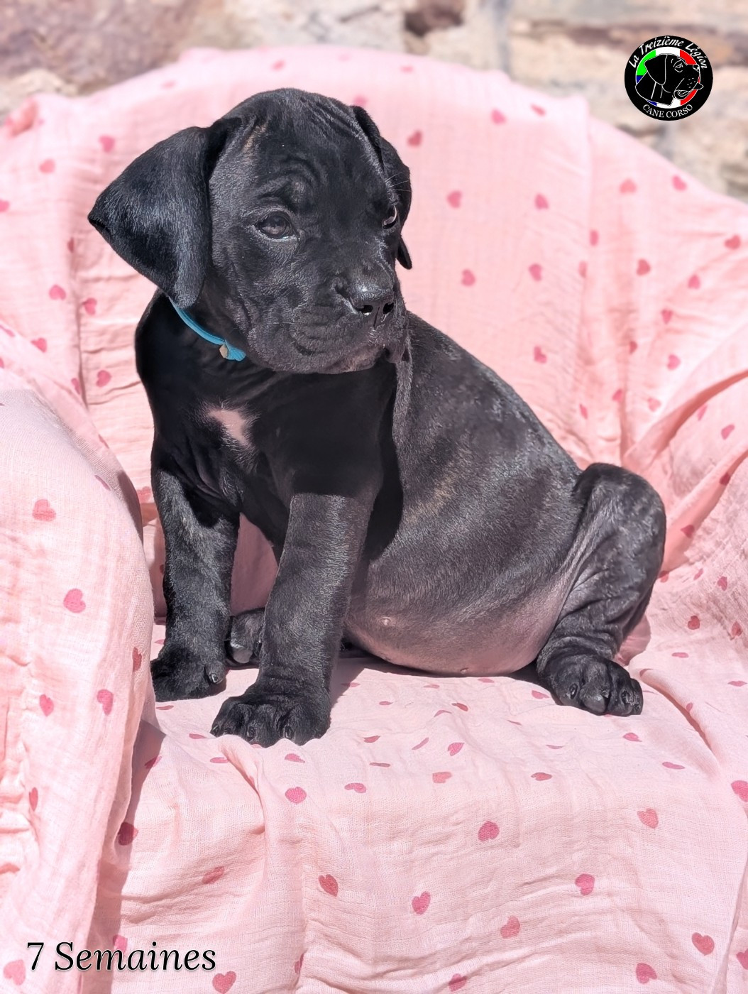 De la Treizieme Legion - Chiots disponibles - Cane Corso