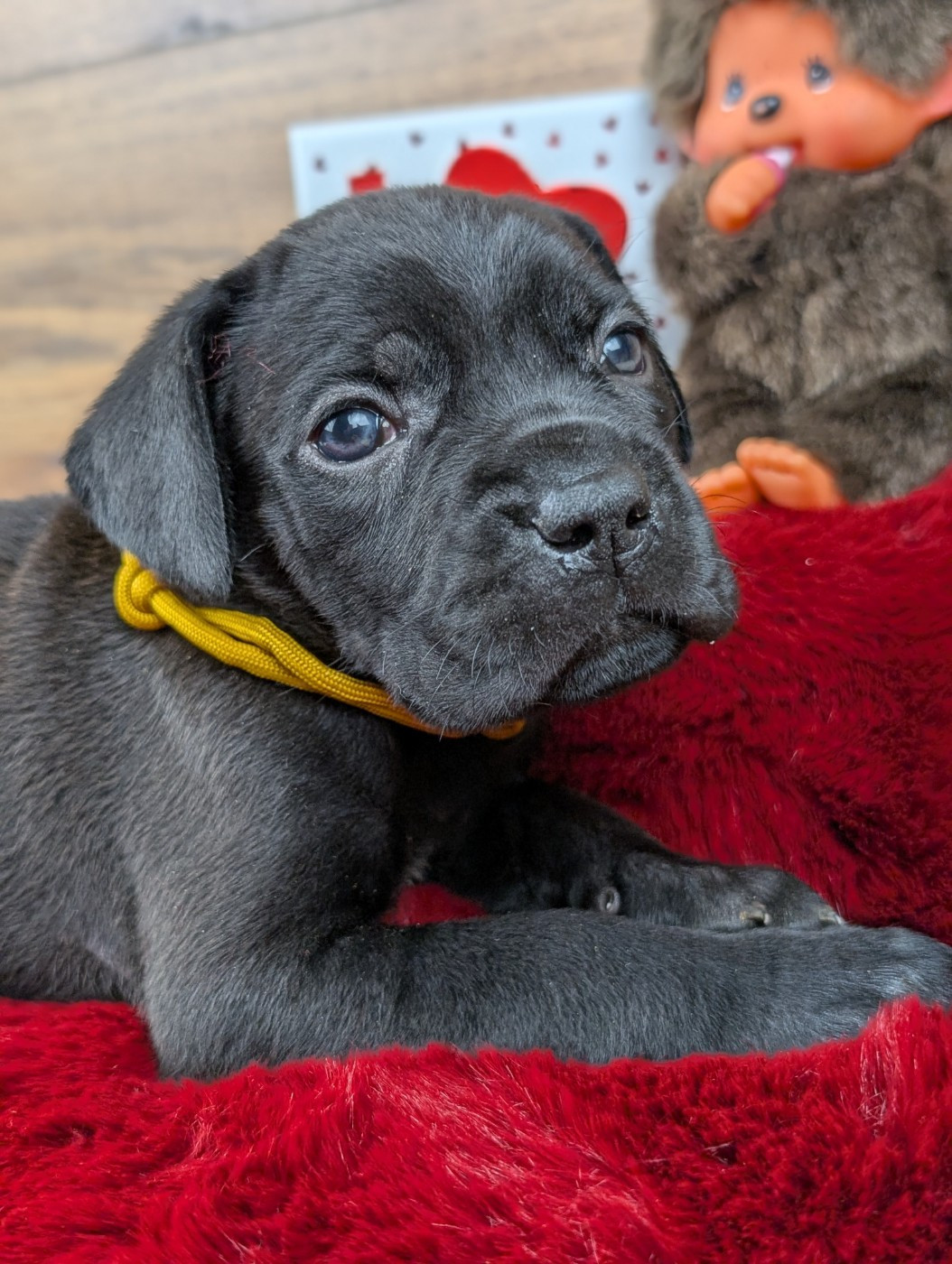De la Treizieme Legion - Chiots disponibles - Cane Corso
