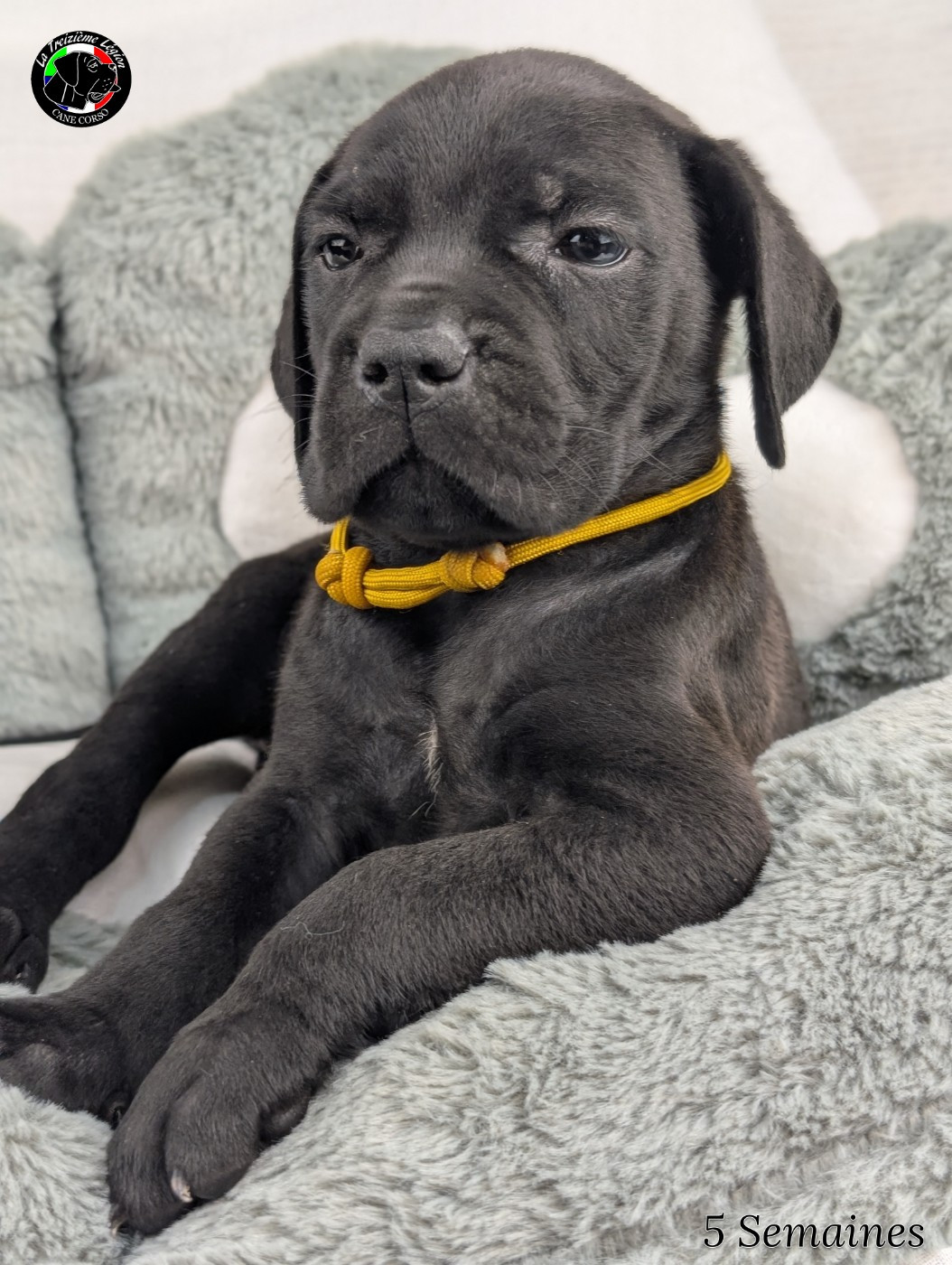 De la Treizieme Legion - Chiots disponibles - Cane Corso