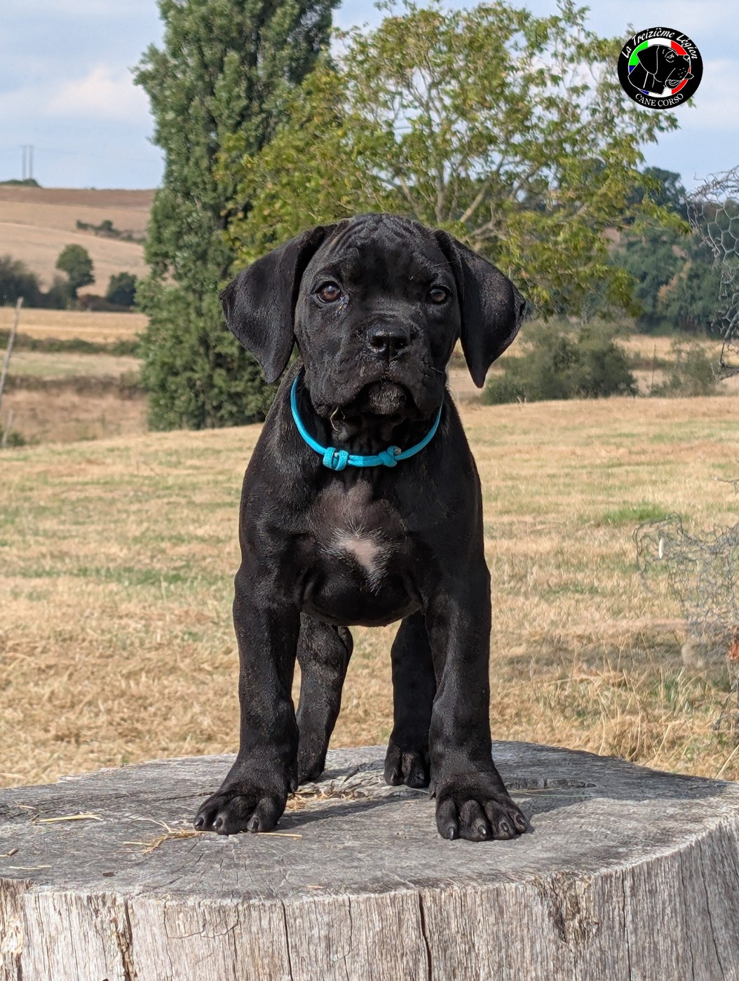 De la Treizieme Legion - Chiots disponibles - Cane Corso