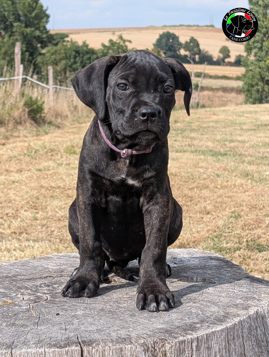 De la Treizieme Legion - Chiots disponibles - Cane Corso