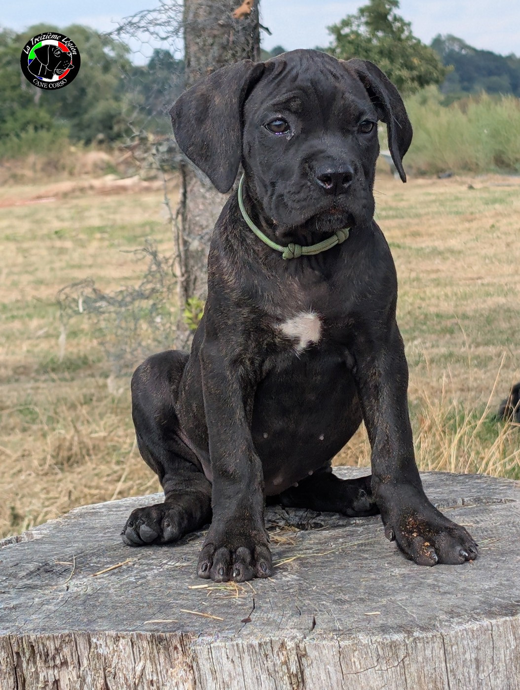 De la Treizieme Legion - Chiots disponibles - Cane Corso