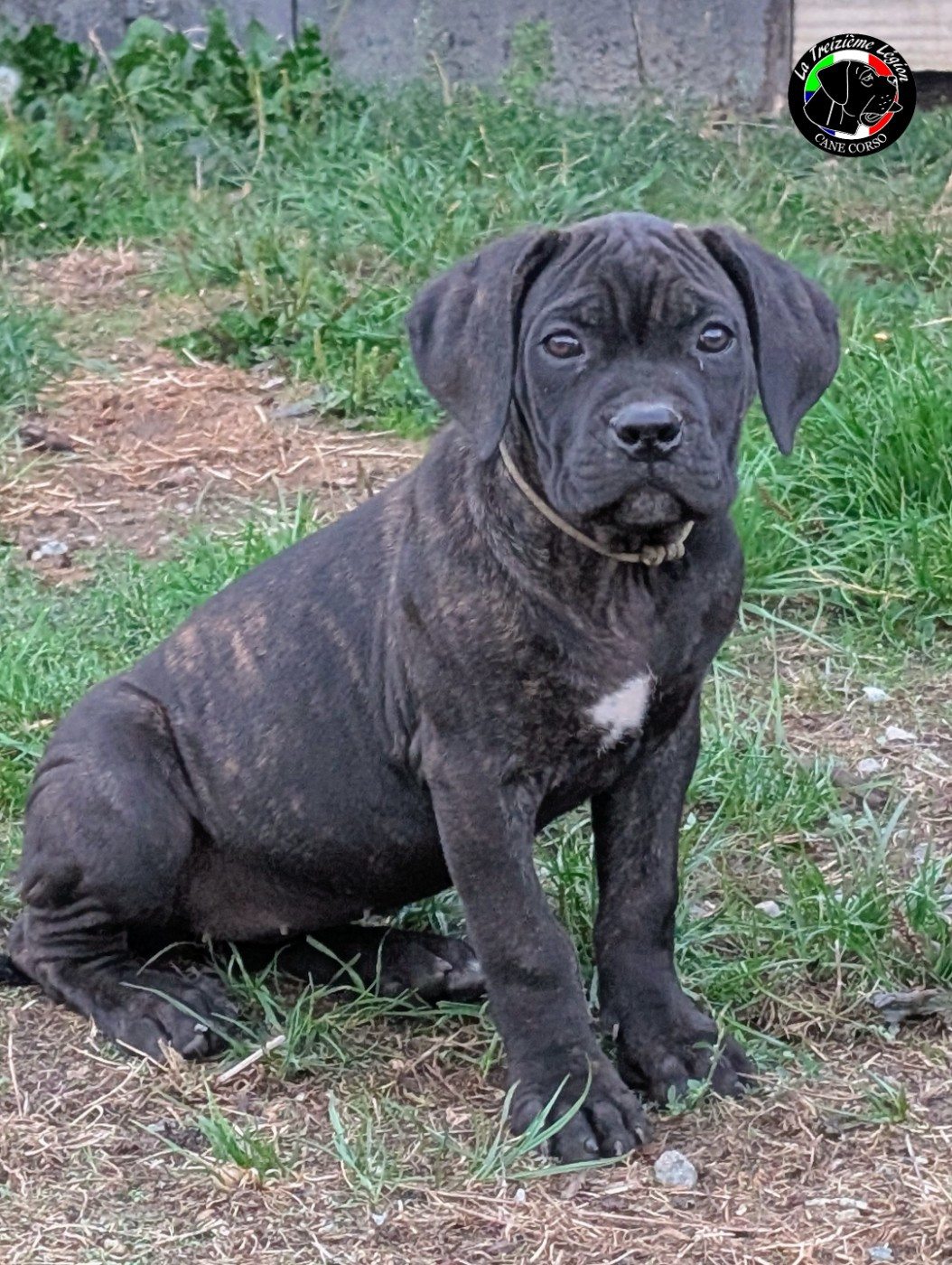 De la Treizieme Legion - Chiots disponibles - Cane Corso