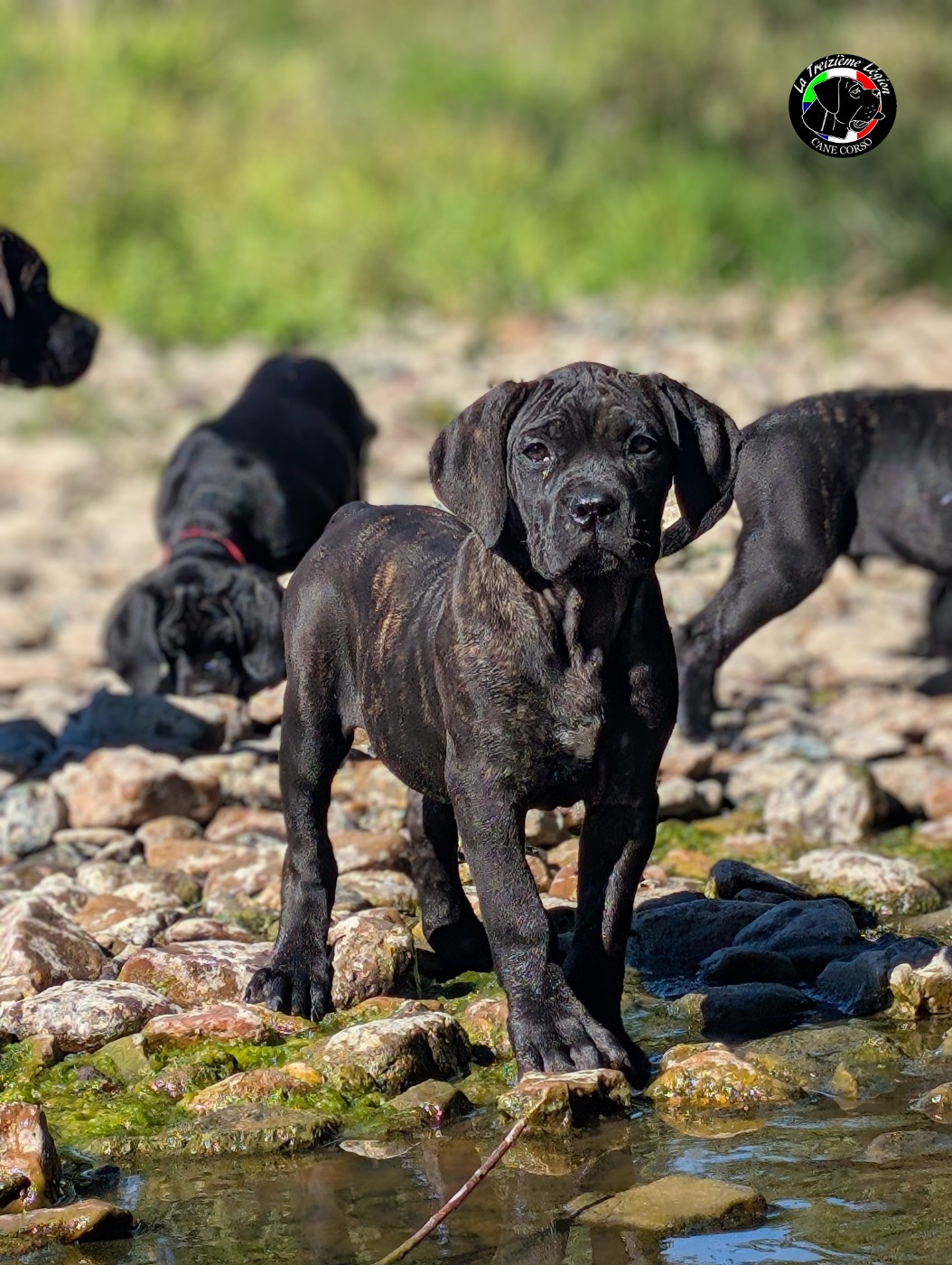 De la Treizieme Legion - Chiots disponibles - Cane Corso