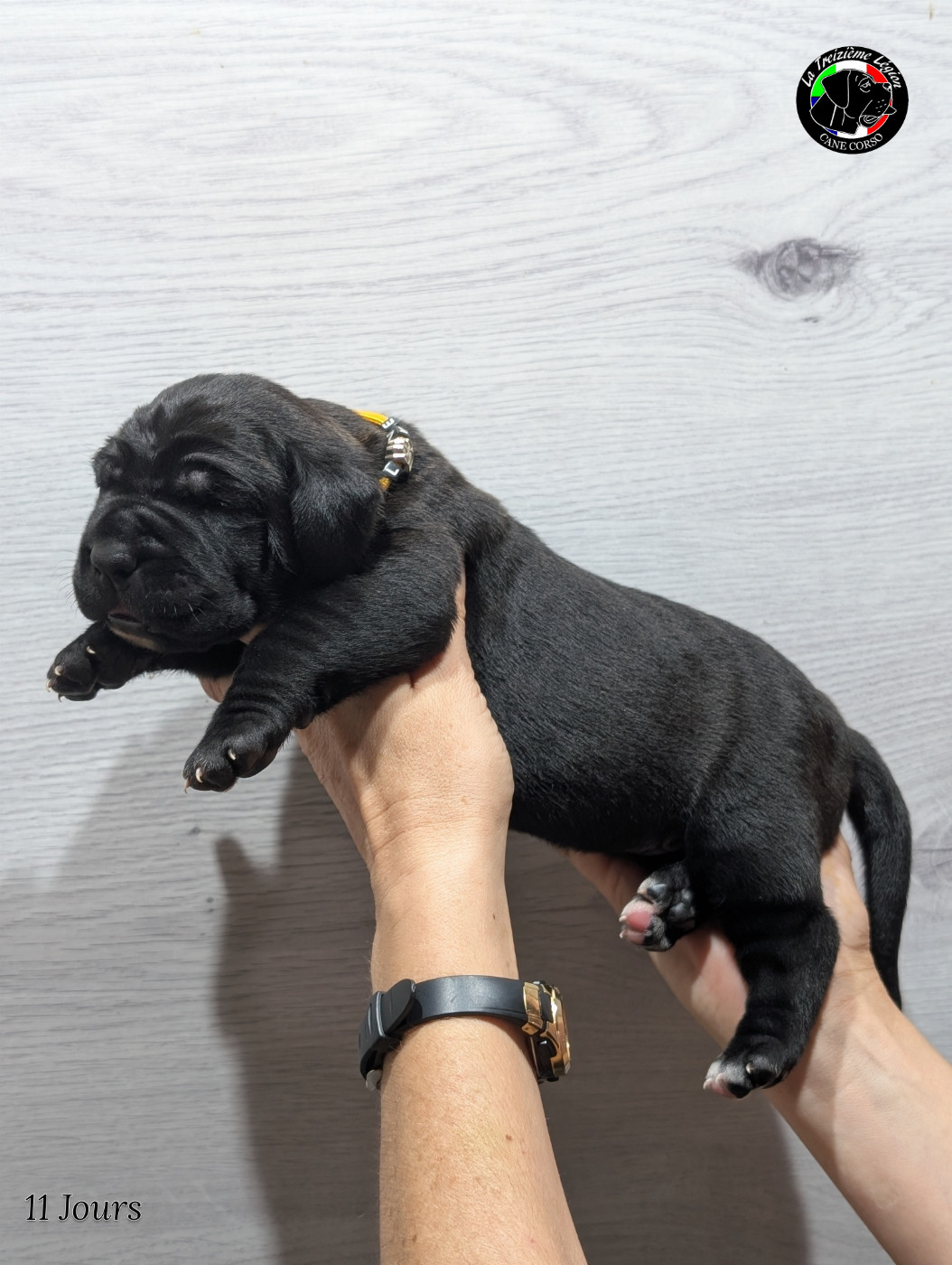 De la Treizieme Legion - Chiots disponibles - Cane Corso