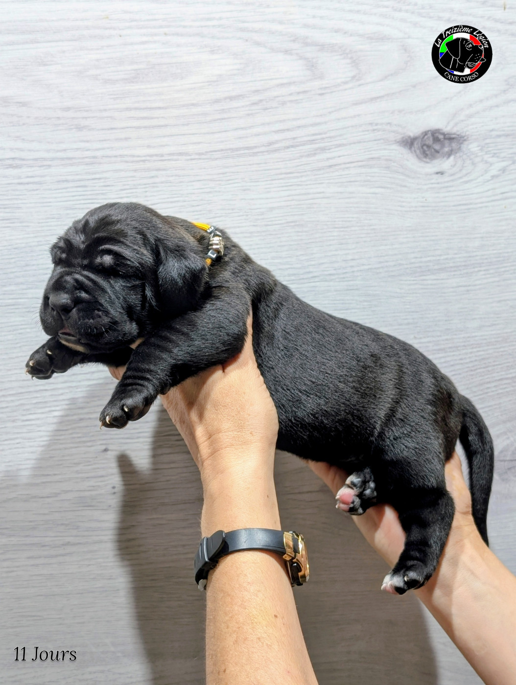 Chiot UNIQUE