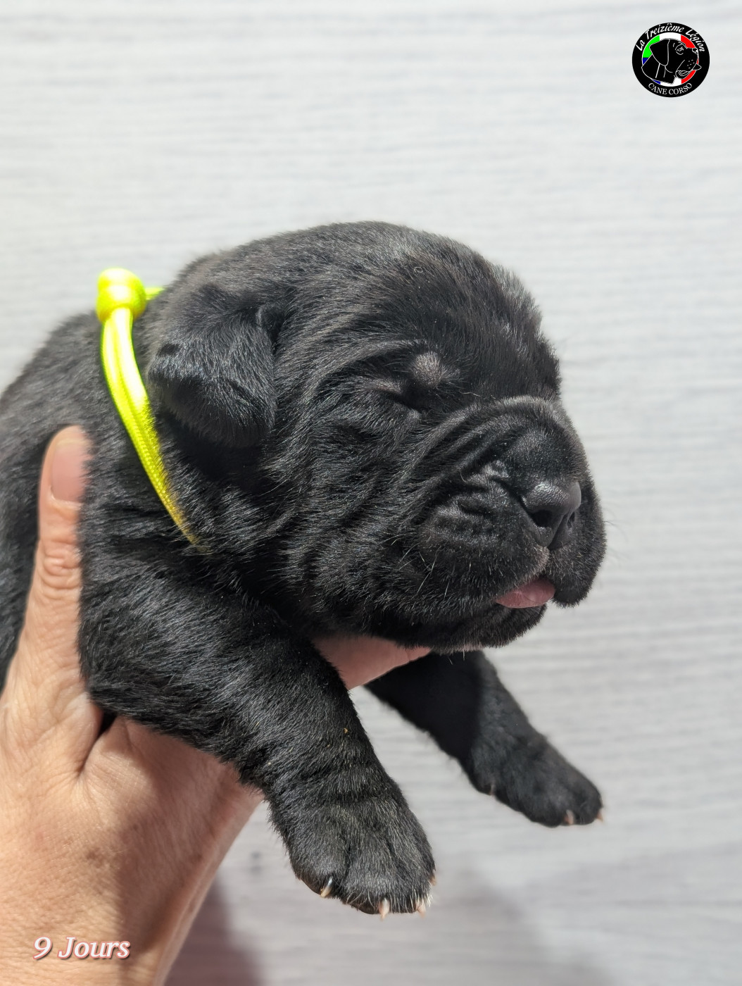 De la Treizieme Legion - Chiots disponibles - Cane Corso