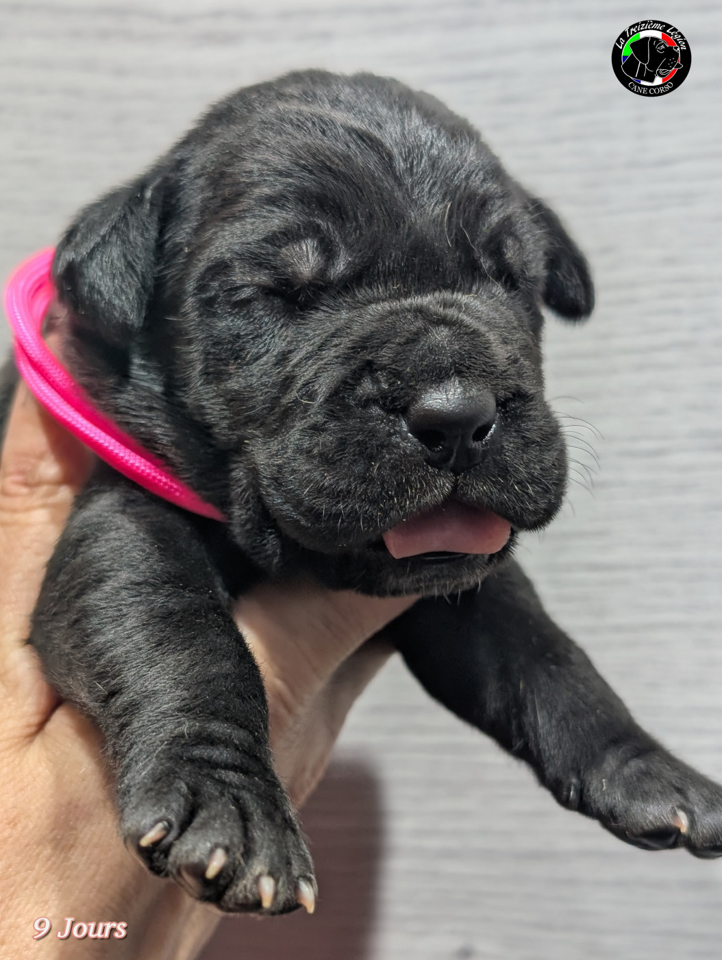 De la Treizieme Legion - Chiots disponibles - Cane Corso