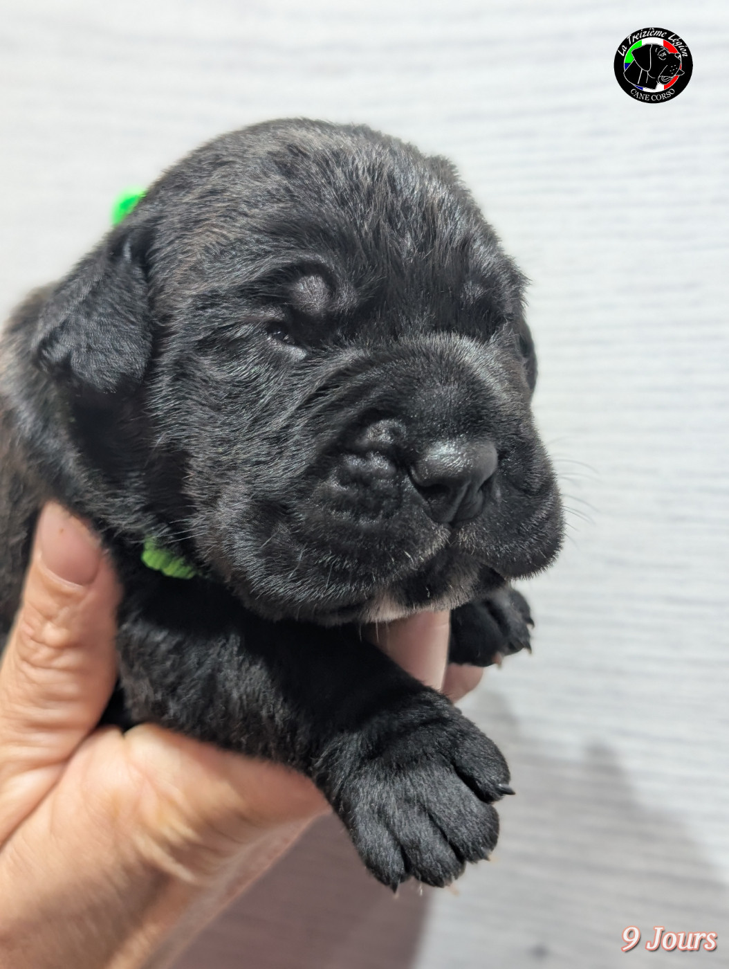 De la Treizieme Legion - Chiots disponibles - Cane Corso