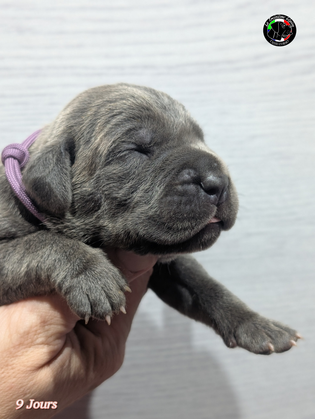De la Treizieme Legion - Chiots disponibles - Cane Corso