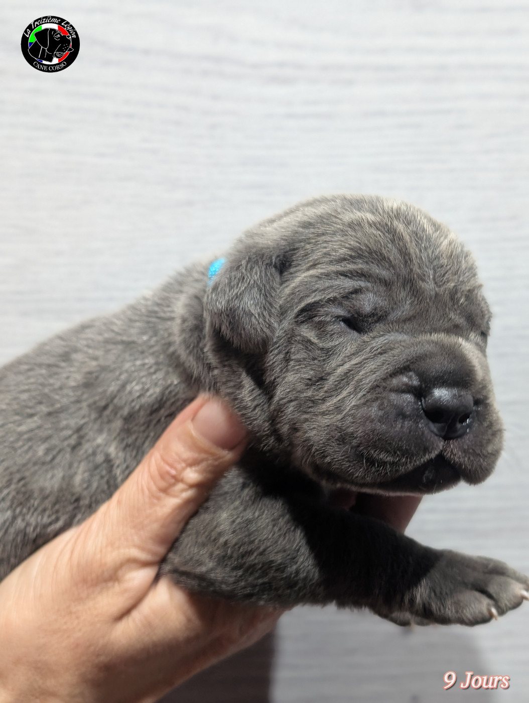 De la Treizieme Legion - Chiots disponibles - Cane Corso