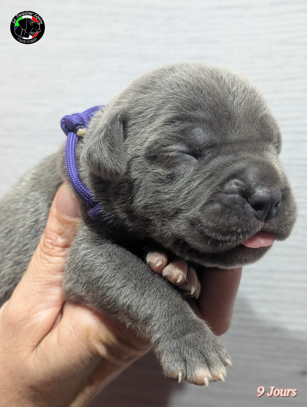 De la Treizieme Legion - Chiots disponibles - Cane Corso