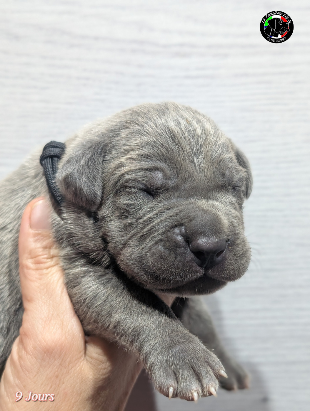 De la Treizieme Legion - Chiots disponibles - Cane Corso