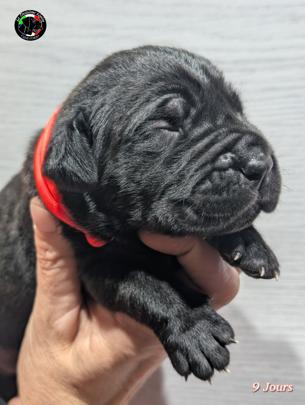 De la Treizieme Legion - Chiots disponibles - Cane Corso