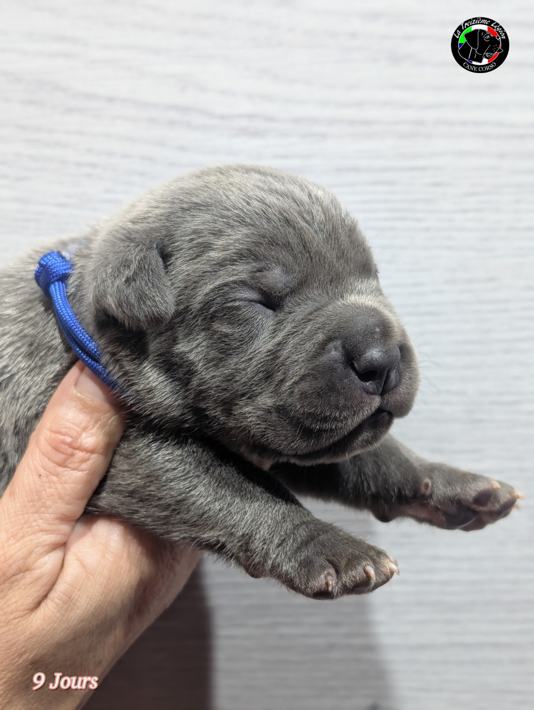 De la Treizieme Legion - Chiots disponibles - Cane Corso