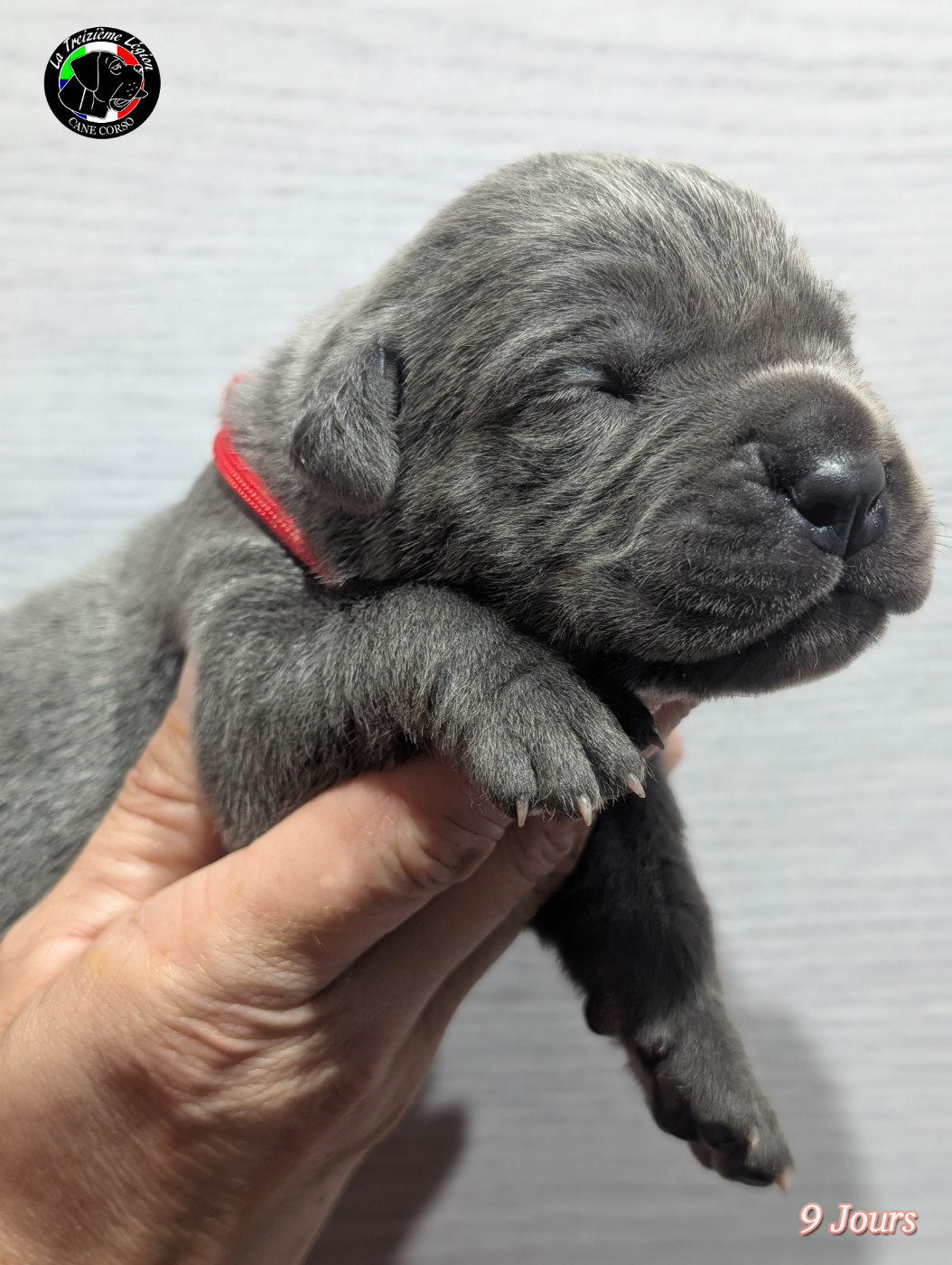 De la Treizieme Legion - Chiots disponibles - Cane Corso