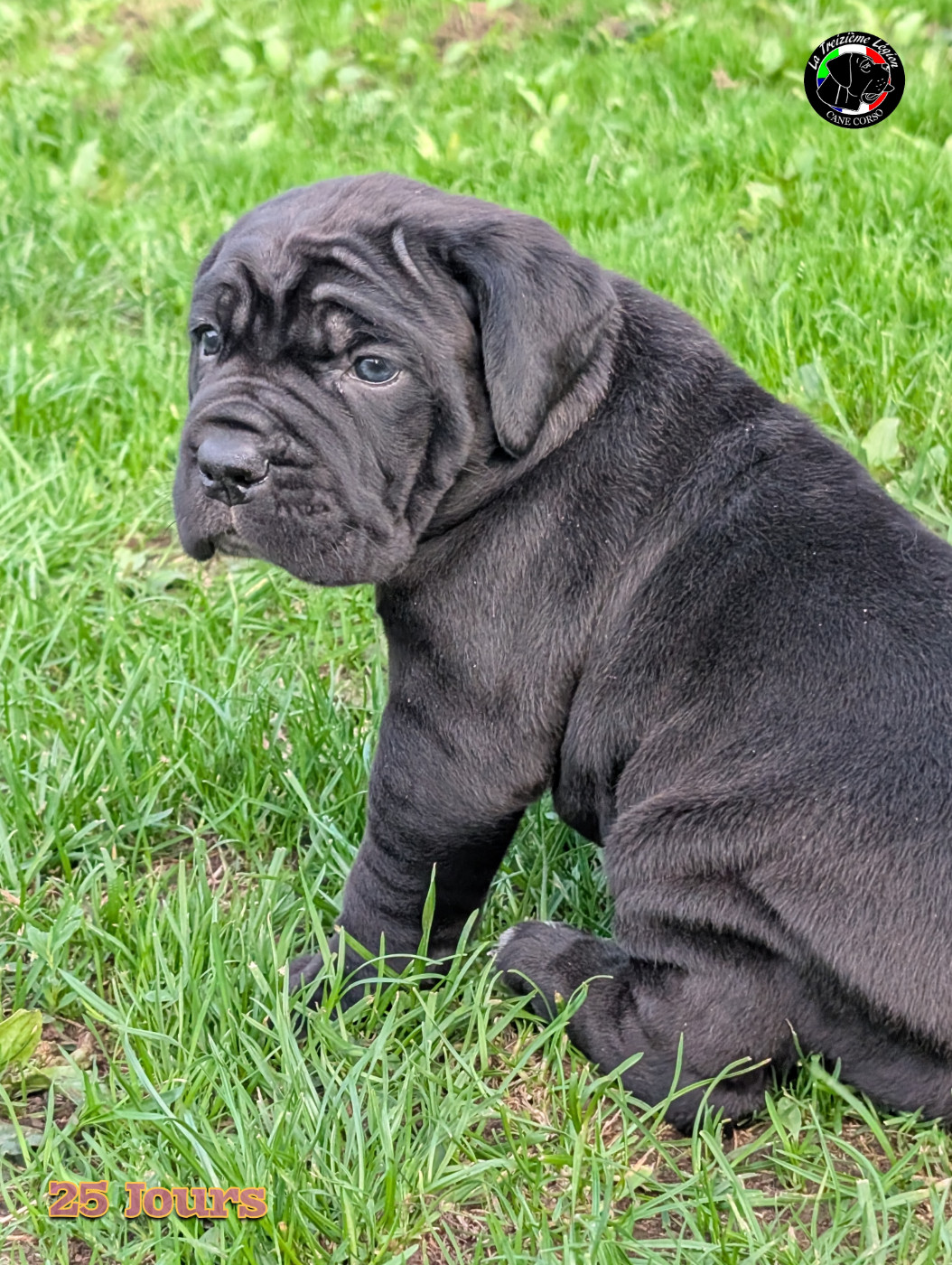 De la Treizieme Legion - Chiots disponibles - Cane Corso