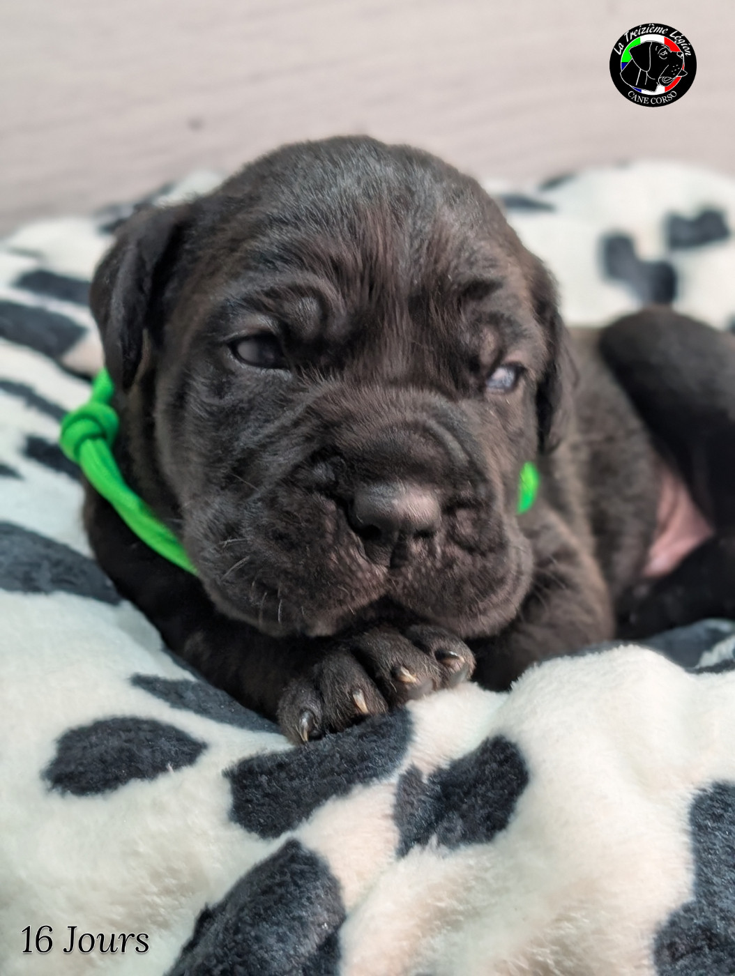 De la Treizieme Legion - Chiots disponibles - Cane Corso