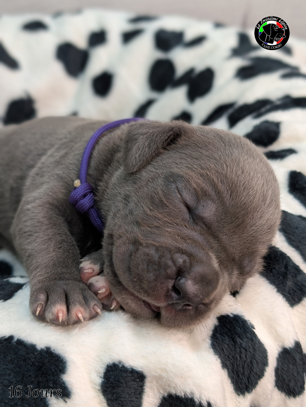 De la Treizieme Legion - Chiots disponibles - Cane Corso