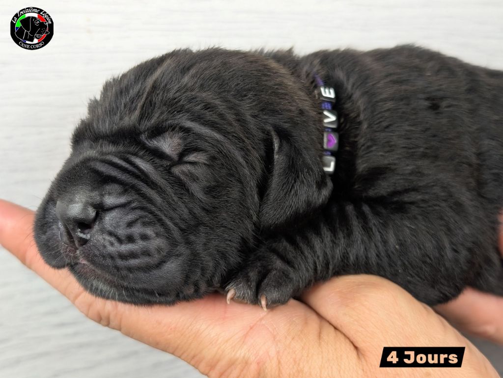 De la Treizieme Legion - Chiots disponibles - Cane Corso