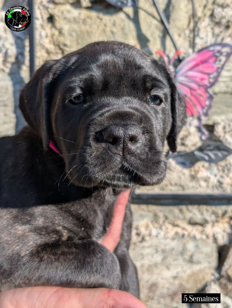 De la Treizieme Legion - Chiots disponibles - Cane Corso