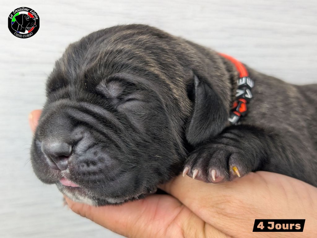 De la Treizieme Legion - Chiots disponibles - Cane Corso