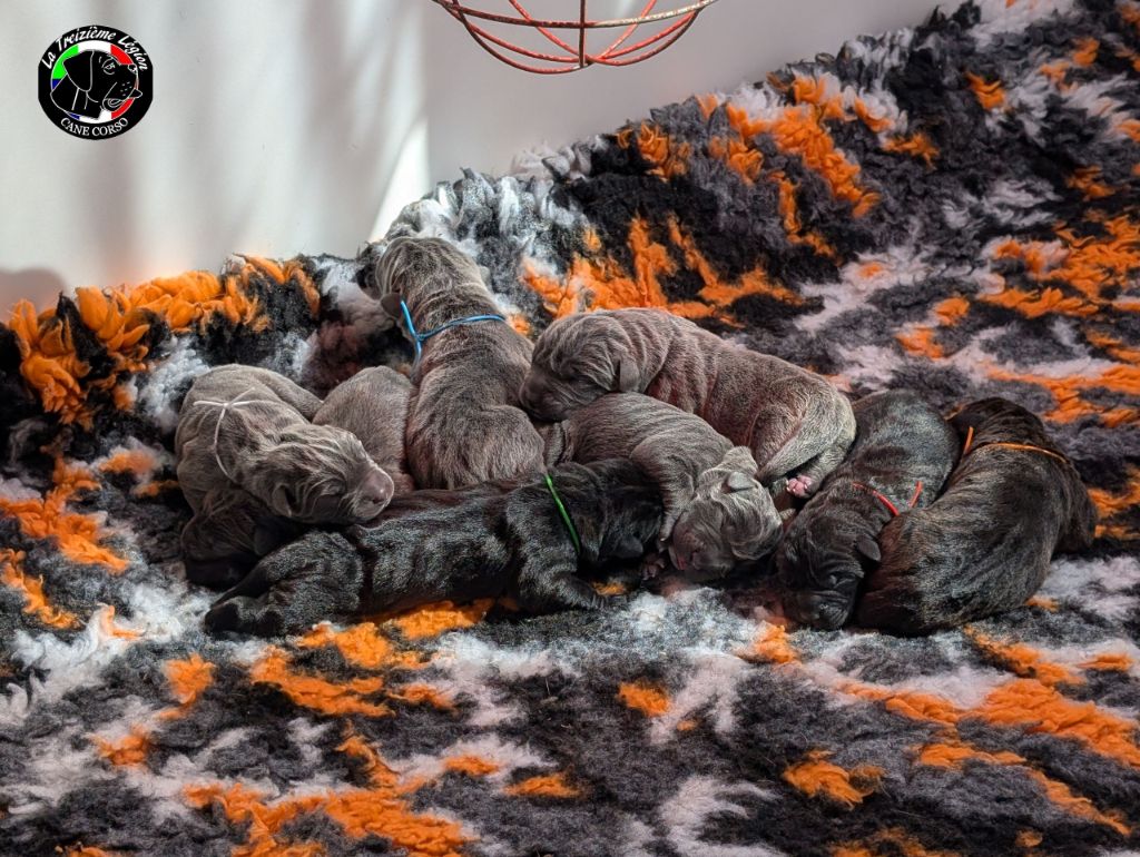 Chiot Cane Corso De la Treizieme Legion