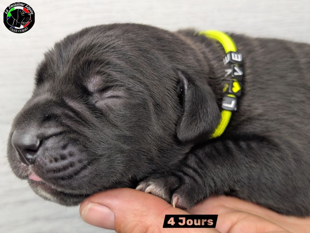 De la Treizieme Legion - Chiots disponibles - Cane Corso