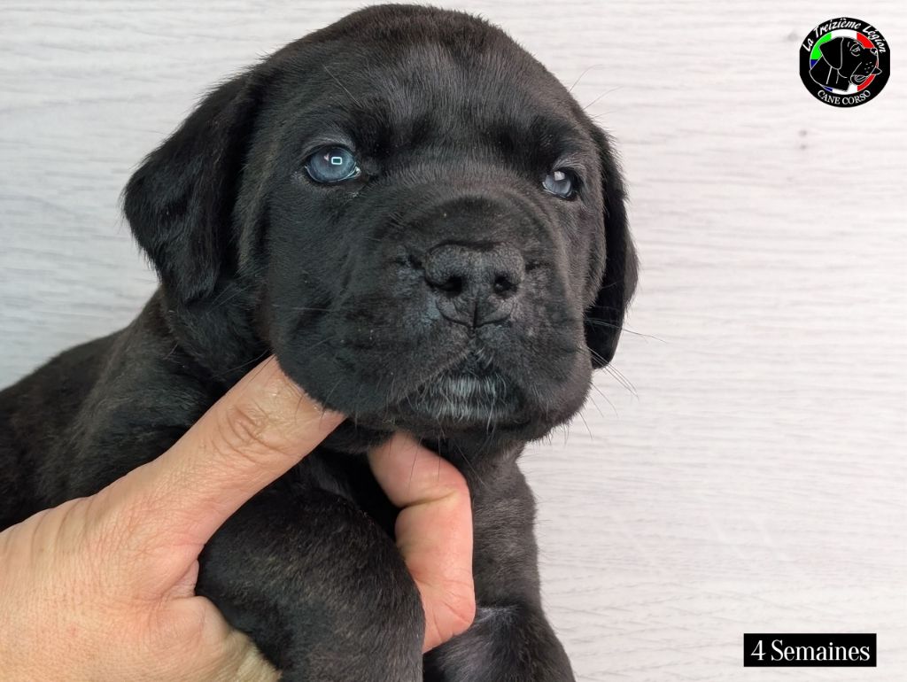 De la Treizieme Legion - Chiots disponibles - Cane Corso