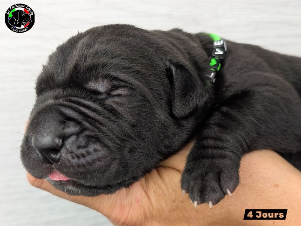 De la Treizieme Legion - Chiots disponibles - Cane Corso