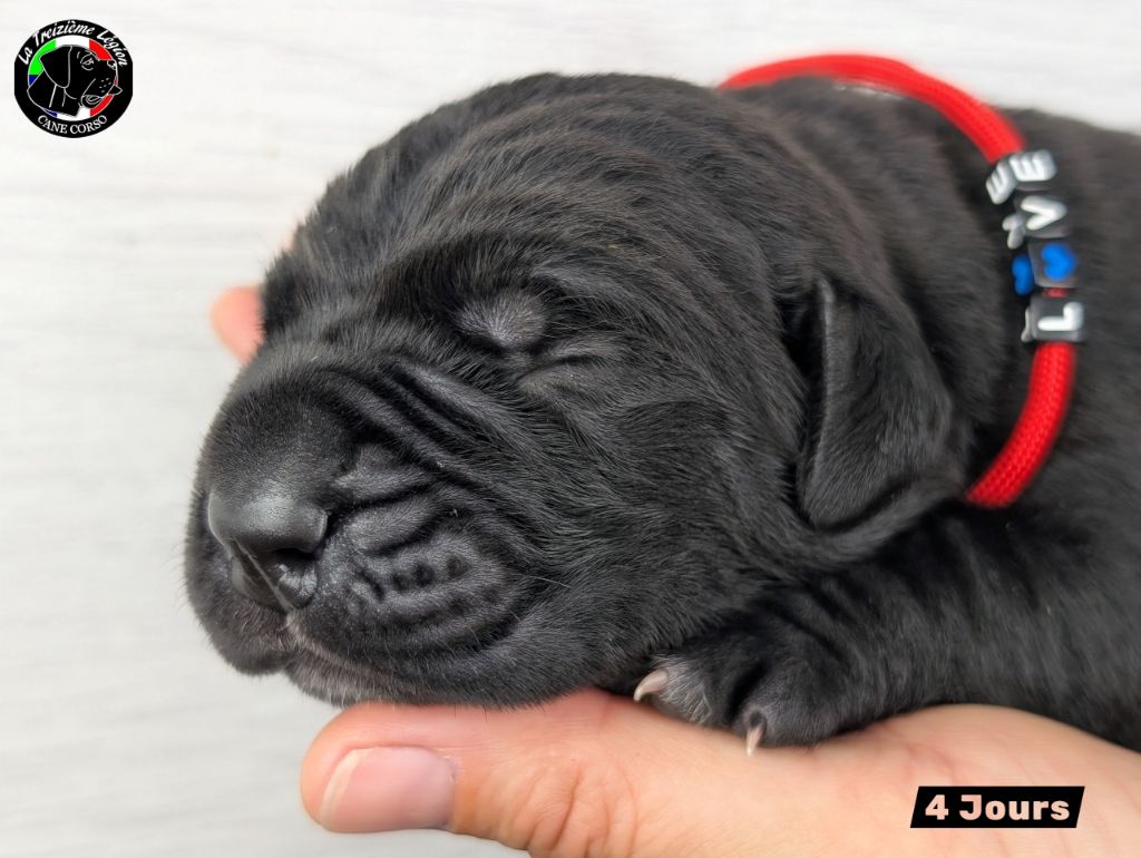 De la Treizieme Legion - Chiots disponibles - Cane Corso