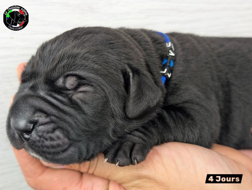 De la Treizieme Legion - Chiots disponibles - Cane Corso