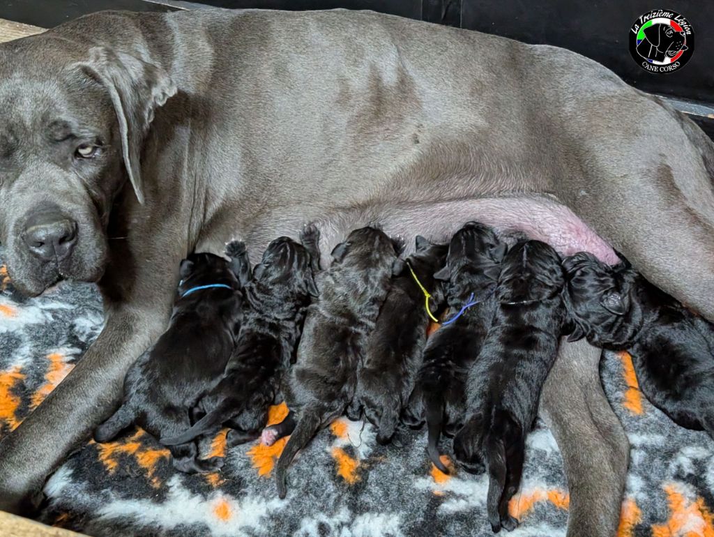 De la Treizieme Legion - Chiots disponibles - Cane Corso