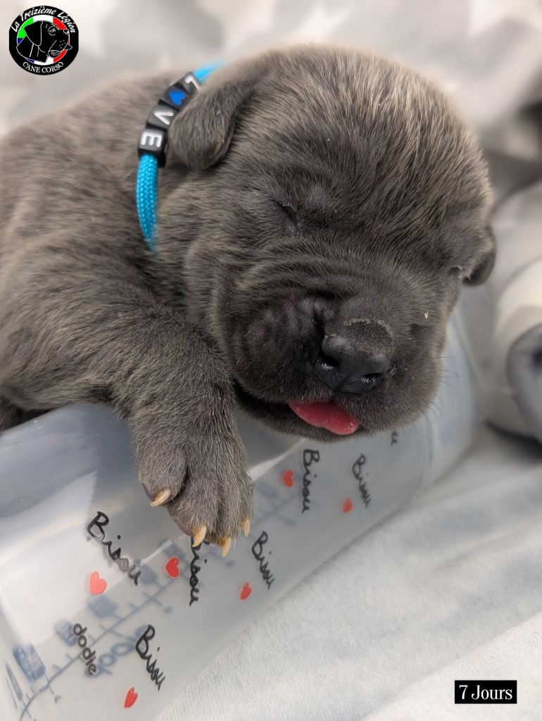 De la Treizieme Legion - Chiots disponibles - Cane Corso