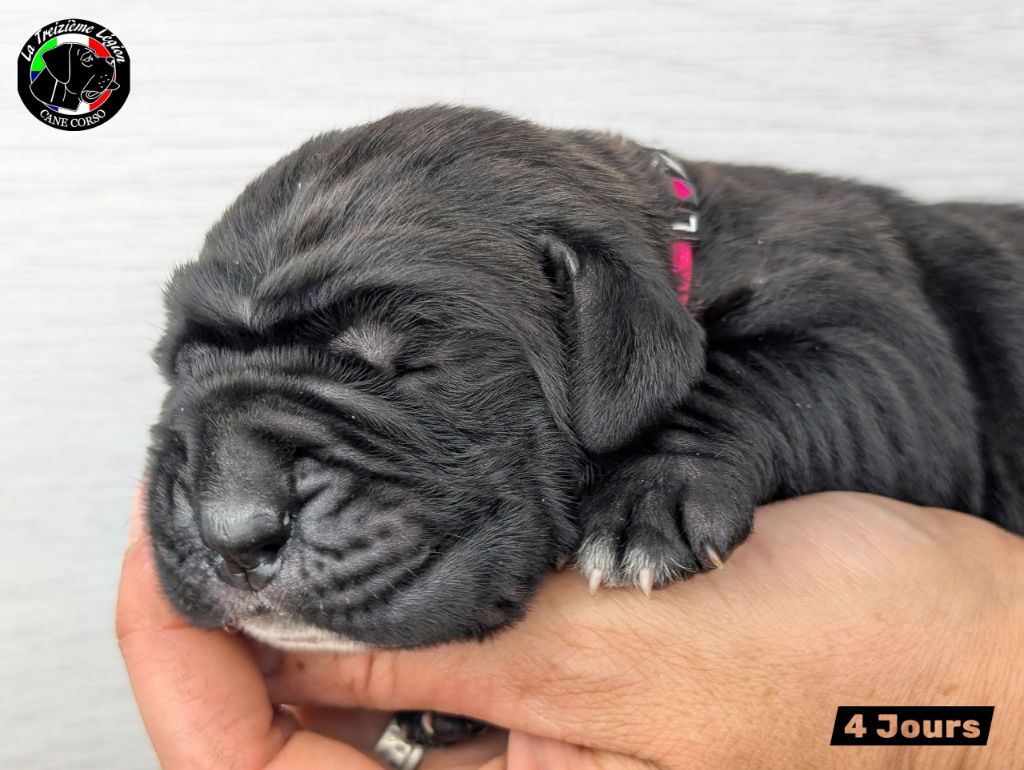 De la Treizieme Legion - Chiots disponibles - Cane Corso
