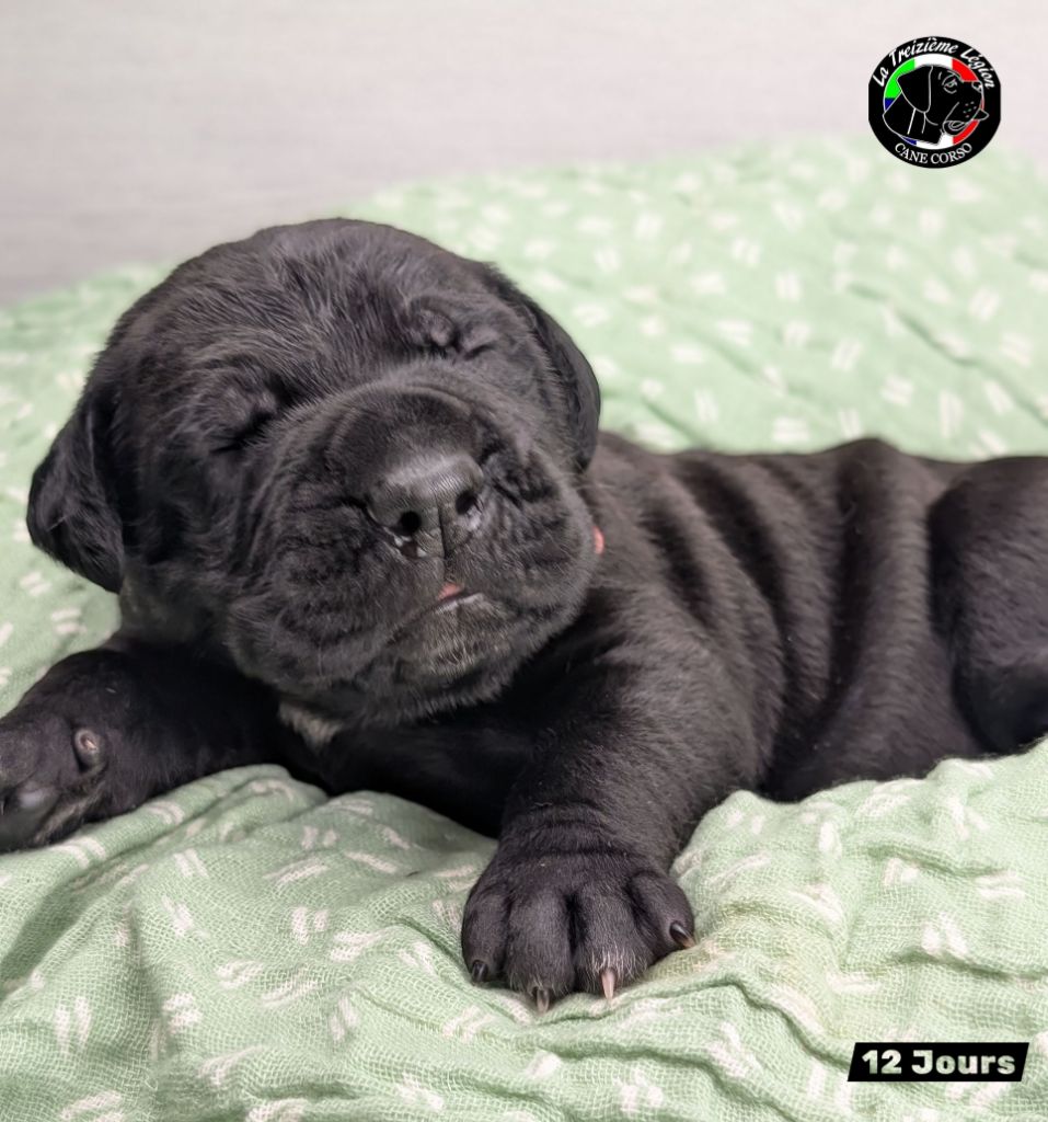 De la Treizieme Legion - Chiots disponibles - Cane Corso