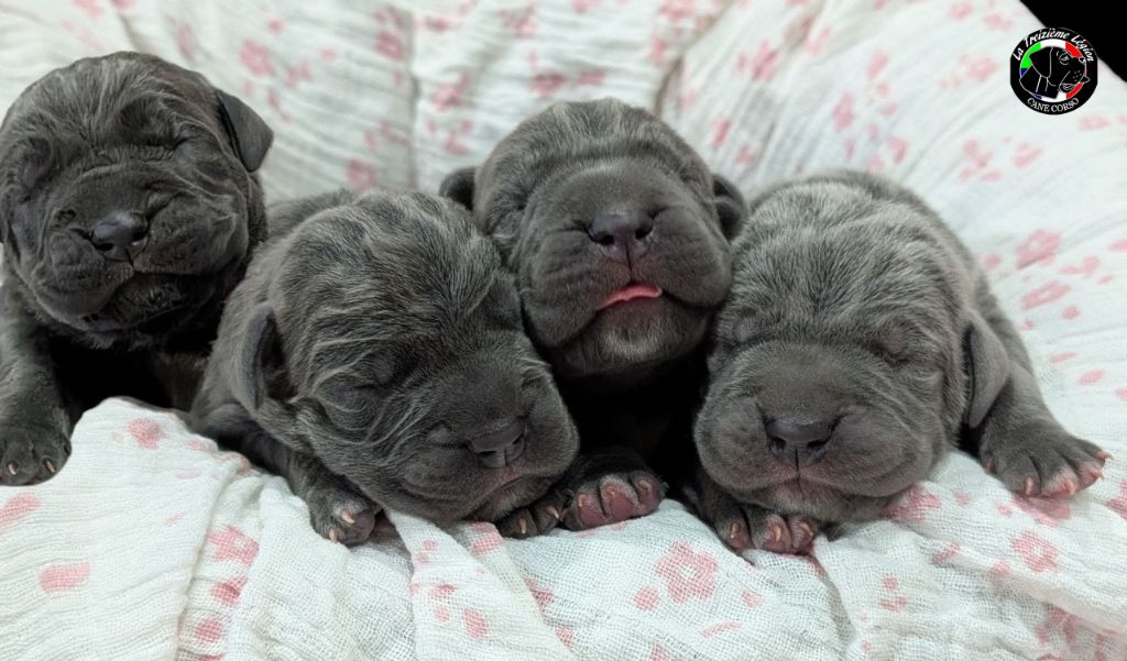 De la Treizieme Legion - Cane Corso - Portée née le 26/08/2025