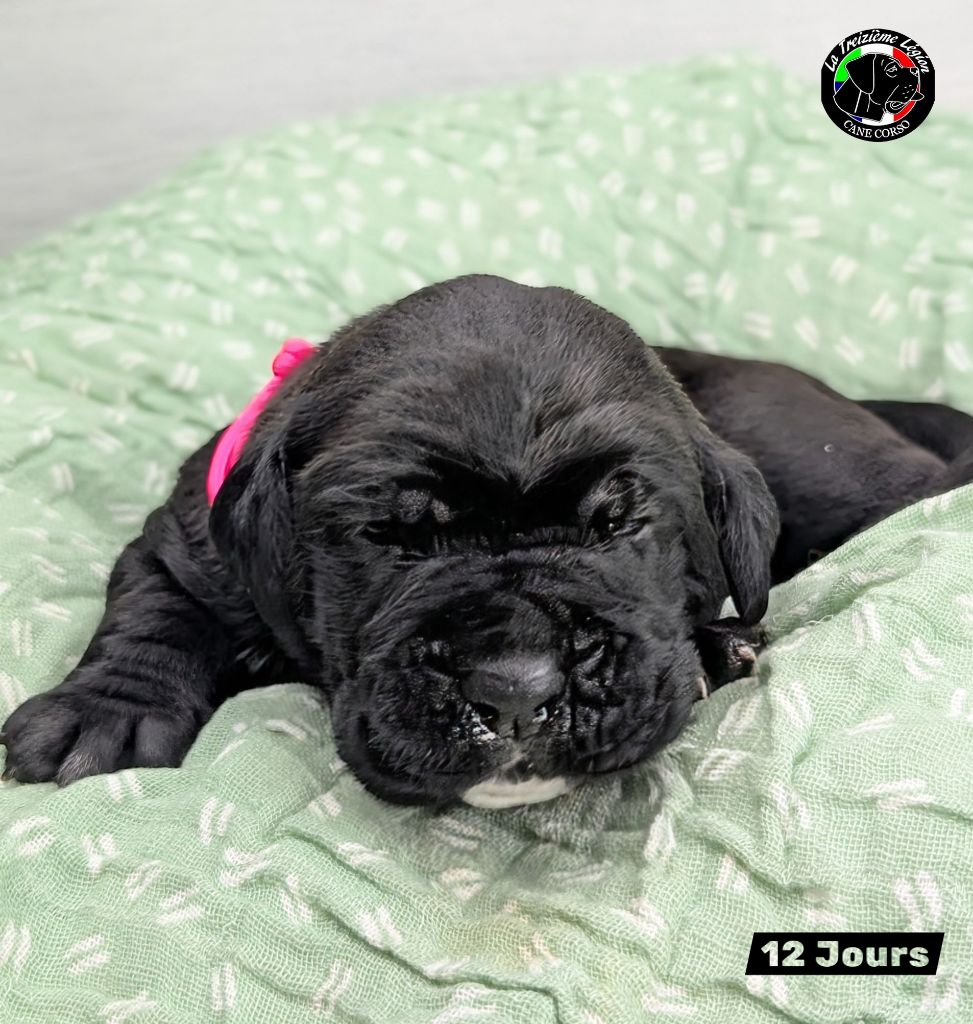 De la Treizieme Legion - Chiots disponibles - Cane Corso