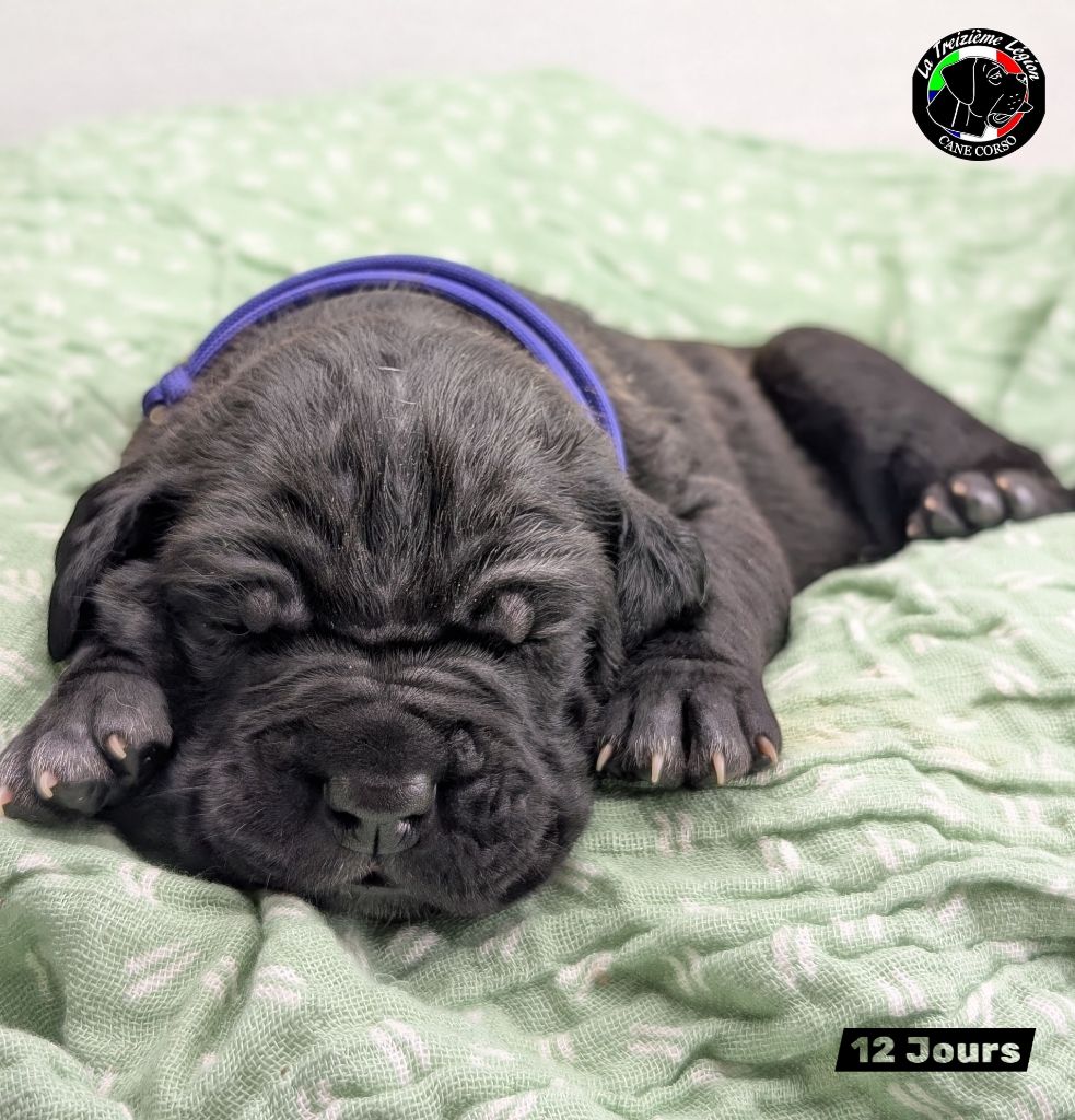 De la Treizieme Legion - Chiots disponibles - Cane Corso