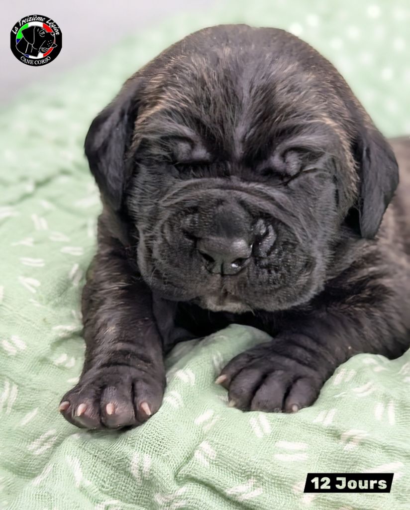 De la Treizieme Legion - Chiots disponibles - Cane Corso