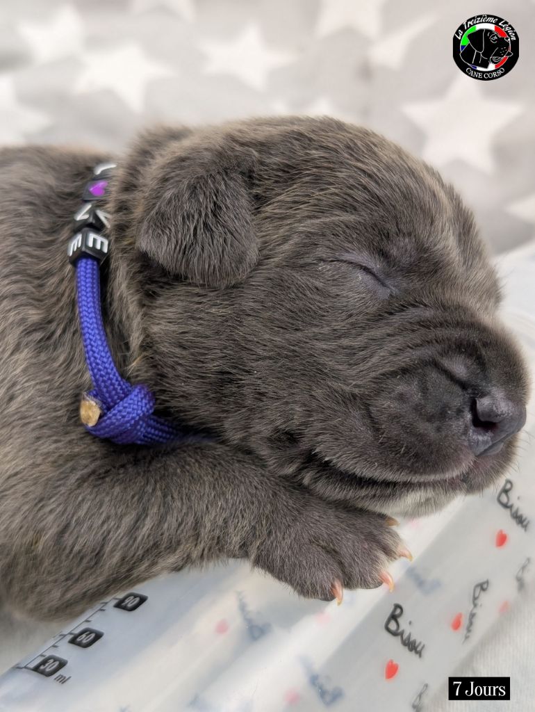 De la Treizieme Legion - Chiots disponibles - Cane Corso