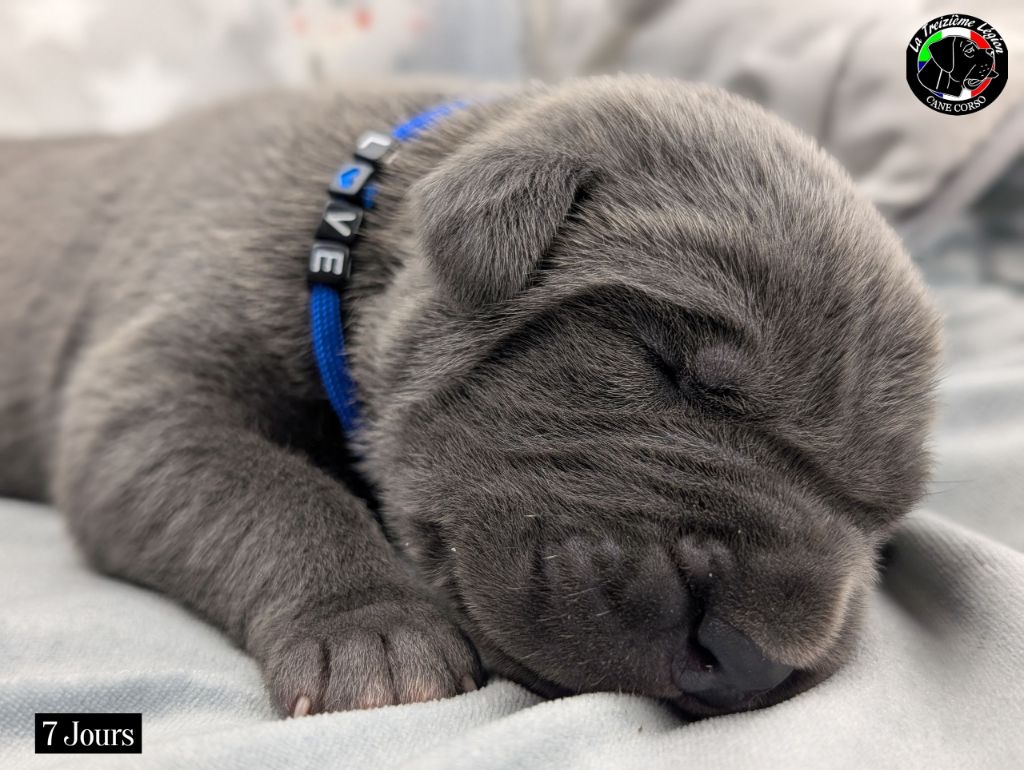 De la Treizieme Legion - Chiots disponibles - Cane Corso