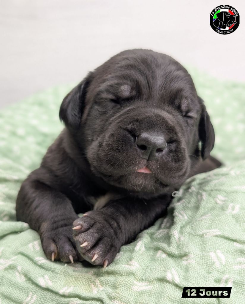 De la Treizieme Legion - Chiots disponibles - Cane Corso