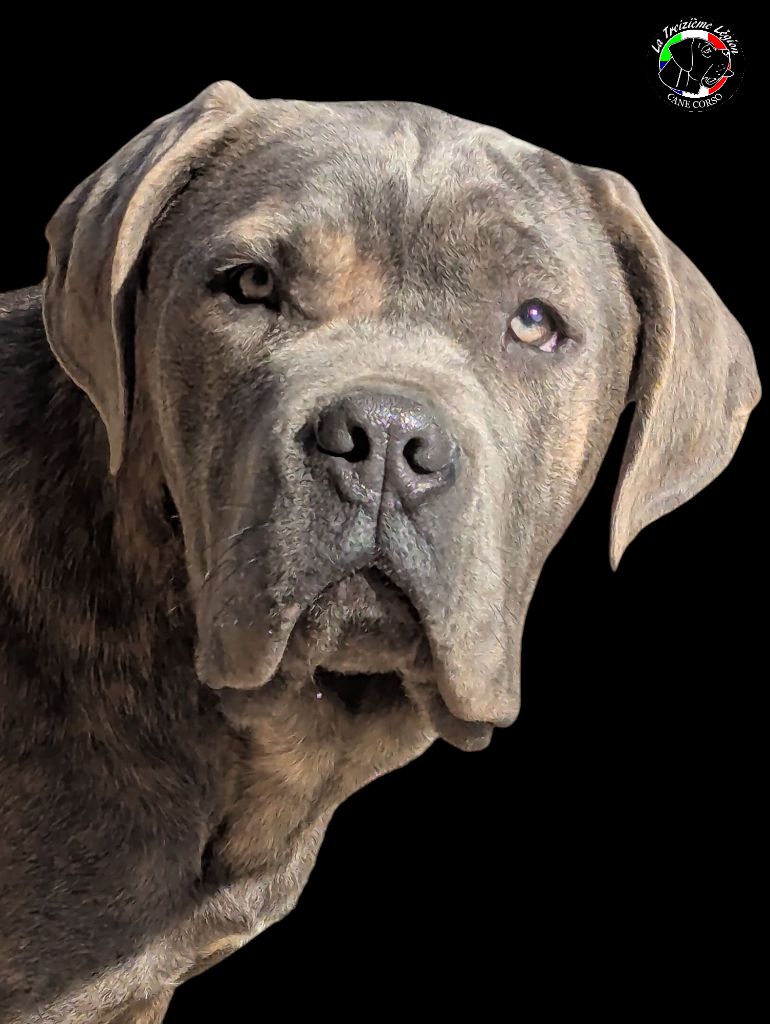 De la Treizieme Legion - Chiots disponibles - Cane Corso