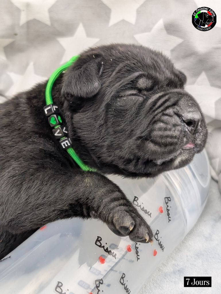 De la Treizieme Legion - Chiots disponibles - Cane Corso