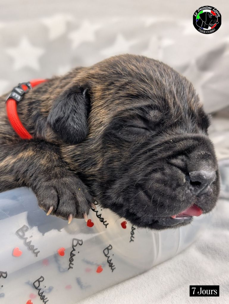 De la Treizieme Legion - Chiots disponibles - Cane Corso